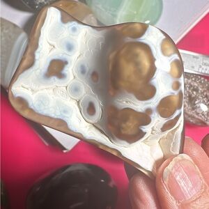 Tampa bay Agatized Coral Poilished / Coral fossil